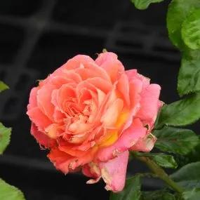 Designer Sunset Rose (Rosa Designer Sunset) 4